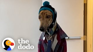 Couples Gives Rescued Racing Greyhound The Best Retirement Ever  The Dodo [upl. by Chura]