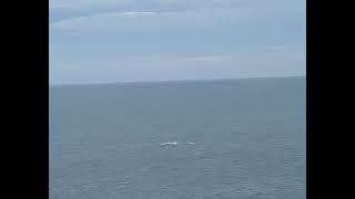 Close up of huge whale breach at Bermagui fishing whales [upl. by Janel]