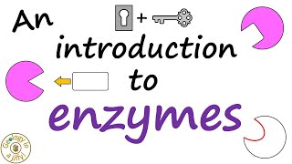 Enzymes  an introduction [upl. by Anayrb]