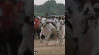 अत्री Dungariya 💥 musickumbalitrancedungariyashankarpat bailgadasharyat oxraceinmaharashtra [upl. by Franciscka]