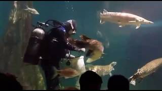 Arapaima Aquaria KLCC Feeding Time See how they feed the arapaima [upl. by Nedloh606]