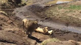 Lions Mating  Serengeti National Park  AstazTours [upl. by Akinot558]