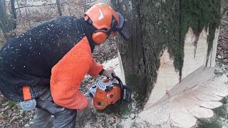 Abattage dun gros Hêtre STIHL ms 500i [upl. by Dwinnell]