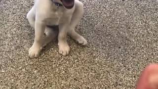 Labrador puppy training [upl. by Ahsenyt]