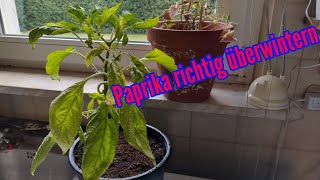 Paprika überwintern Paprikapflanzen richtig überwintern und nächstes Jahr Erntevorteil haben [upl. by Denbrook325]