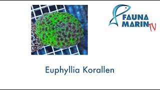 FaunaMarin  CORAL Spotlight Euphyllia Korallen [upl. by Artina]