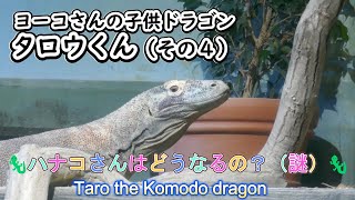 ヨーコさんの子供ドラゴン タロウくん（その４）🦎ハナコさんはどうなるの？🦎（東山動植物園）Taro the Komodo dragon Part 4 [upl. by Olli]