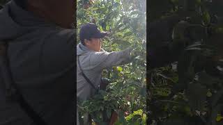 Picking appels in England 🇬🇧 [upl. by Hervey]