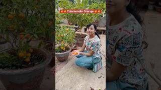 Calamondin Orange 🍊  Terrace Garden  Grow your own food shorts trending yt viralshort [upl. by Horst969]