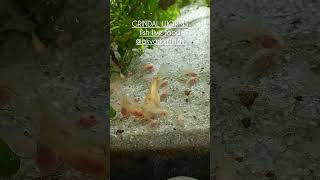 Grindal worms  live fish food [upl. by Kannan74]