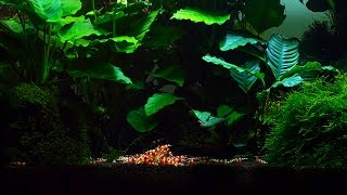 Most Favorite Plant and Food for my Shrimp Aquarium Part 1 [upl. by Goer292]