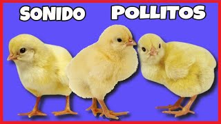 🐔POLLITOS Sonido REAL [upl. by Jephthah395]