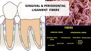 GINGIVAL AND PERIODONTAL LIGAMENT FIBERS [upl. by Lebana]