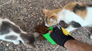 Stray Cats Life Feeding Stray Cats Stray Cat in Need of Help [upl. by Tanney598]