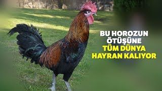 Ötüşü ve Ahengiyle Kentin En Büyük Simgesi Denizli Horozu [upl. by Salzhauer]