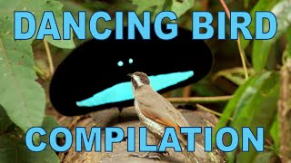 Weird amp Wonderful Dancing Birds Compilation Part 1 [upl. by Aubrie971]