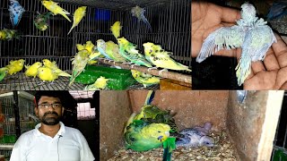 TCB Hagoromo Budgies Working amp Breeding Progress [upl. by Roque]