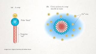 How does Soap Work [upl. by Euphemie]