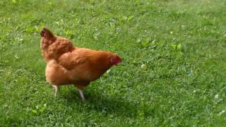 Buff Orpington and Golden Laced Wyandotte Cross Chicken [upl. by Ettezus99]