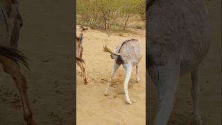 donkey animallove nature youtubeshort [upl. by Bernhard]