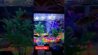 How to Set Up a Fish Tank for Beginners [upl. by Garreth786]