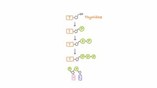 AntiHerpetic Drugs  How They Work [upl. by Odinevneib]