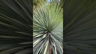 Yucca Rostrata 🤩➡️ Twojapalma [upl. by Meletius]