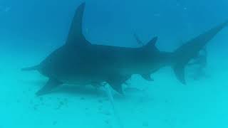 Great Hammerhead Shark Dive  Bimini Bahamas Feb 4th 2024 [upl. by Pudens]