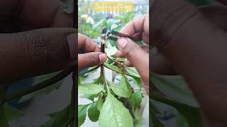 Dahlia cutting propagation  best winter plant dahlia cutting growing shorts dahliaflowers [upl. by Psyche]