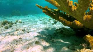 Snorkeling at Lac Bay Bonaire [upl. by Celine133]