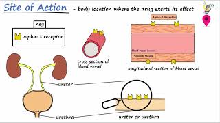 Drug Effects amp Fundamental Principles  Indication Contraindication Site of Action and Mechanism [upl. by Ruskin417]