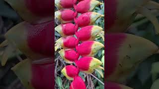 Floracion de heliconia Rostrata [upl. by Eadith]