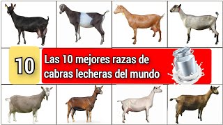 10 mejores razas de cabras lecheras a nivel mundial [upl. by Lihcox]