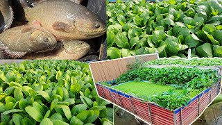 I Build an aquaponics System for Raised Climbing Perch Fish and Grow Mustard Green Pak Choy [upl. by Lough356]