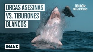 Así aniquilan las orcas asesinas a los tiburones blancos  Tiburones [upl. by Oba]