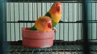 Fischers Lovebird making love with each other [upl. by Lesya]