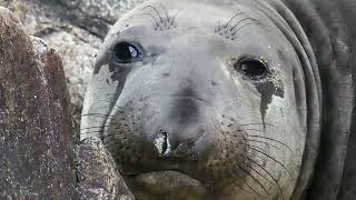 Subadult Elephant Seals look like dogs that have been stung by bees [upl. by Joses]