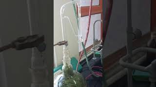 Lemongrass Oil Extraction using clevenger apparatus [upl. by Yrreg]