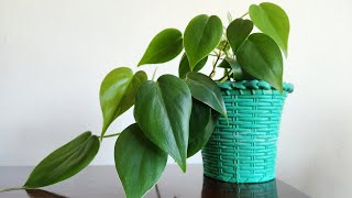 Heartleaf Philodendron Propagation and Care [upl. by Asirrac]