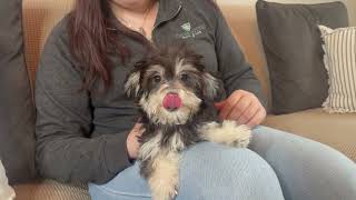 Elizabeth the exquisite Morkie from the Charlotte Dog Club [upl. by Ettenom]