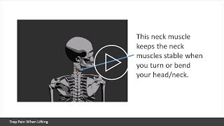 Trap Pain when Lifting What to Know about the Trapezius When Working Out [upl. by Carbrey]