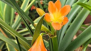 Plant Showcase  Clivia Miniata  Bush Lily [upl. by Latsirc]