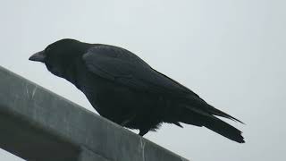 Carrion Crow Corvus corone Landtong Rozenburg ZH the Netherlands 10 Nov 2024 13 [upl. by Corinne]