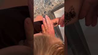 When Unboxing a Tarantula goes wrong  A geniculata Female [upl. by Ignatz634]