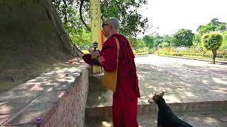 Circumambulate the sacred Bodhi Tree a representation of Buddha [upl. by Ahsanat]