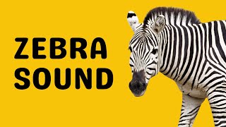 Zebra Sound  Bray [upl. by Ettenirt]