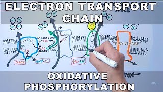 Coenzyme Q cytochrome c reductase  Complex III [upl. by Hernando]