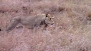 Kruger National Park  Young lion male outside Satara Camp lion krugernationalpark wildlife [upl. by Ateikan581]