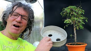 Repotting My Bloodwood Tree The Bonsai Zone Nov 2023 [upl. by Suoiluj]