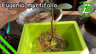 Eugenia myrtifolia  Training Nursery Tree into Bonsai [upl. by Viki]